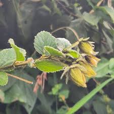 Image result for Hibiscus fuscus