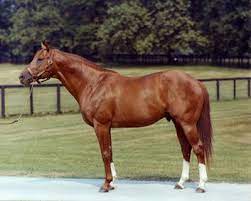 Secretariat Horse Wikipedia
