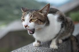 Последние твиты от inauguration catpants (@cat_pants). Why Is My Cat Panting Should I Take Her To The Vet Plains Veterinary Oncology Northeast Veterinary Referral Hospital