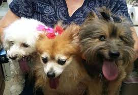 See posts, photos and more on facebook. Springfield Humane Society New Hampshire S Volunteer Hub