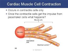 What does pacemaker cells mean? Cardiovascular Physiology Heart Cardiac Cells Cardiac Muscle Contraction