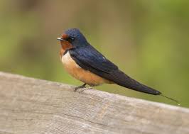 Image result for Aspidoglossum hirundo