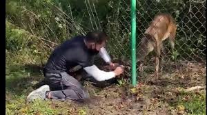 Deer as pests in the urban and suburban pacific northwest. Florida Deer Friendly