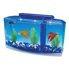 Bettas are almost invariably displayed in stores in small cups or tanks, and they are always alone. Setting Up A Your Own Betta Tank Bowl The Proper Way Fishxperts