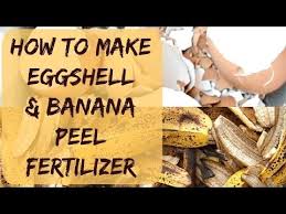 No one eats banana peels, but if you're composting them or adding them to your garden, those chemicals will stay in the soil. Banana Peel And Eggshell Fertilizer Potassium And Calcium For Tomato Banana Peel Egg Shells Pepper Plants
