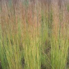 Image result for Hyparrhenia tamba