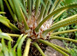 Image result for Cycas thouarsii