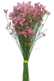 Image result for Limonium