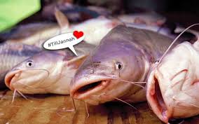 Anak ikan keli untuk dijual. Jg1upw15dpnyum