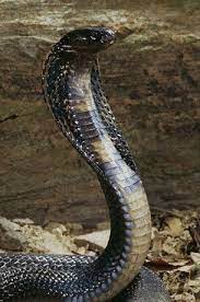 Check spelling or type a new query. 2 à¸‡ à¸ˆà¸‡à¸­à¸²à¸‡ King Cobra 10lists