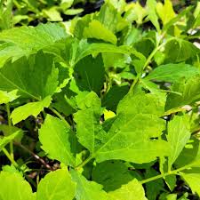 Image result for Rudbeckia laciniata