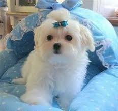 To find additional maltese dogs available for adoption check: Teacup Maltese Puppies For Sale In Pa L2sanpiero