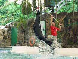 Zoo negara) is a zoo in malaysia located on 110 acres (45 ha) of land in ulu klang, gombak district, selangor, malaysia. Zoo Negara Show Times