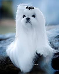 Beautiful Maltese Reminds Me Of Angel Rip Angel Baby Maltese Dogs Maltese Puppy Maltese