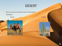 When there is food and. Habitats The Desert 1st Grade Ppt Download