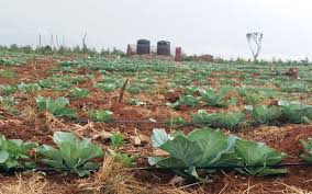 Uses small emitters to drip nutrients directly onto the roots or soil of your plants. Drip Irrigation Systems In Uganda Drip Irrigation Systems