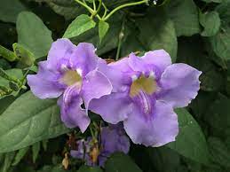 Blue Sky Flower Thunbergia Grandiflora Buy It Now Flowers Flowers Perennials How To Preserve Flowers