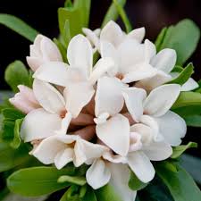 Daphne eternal fragrance (pink form) daphne eternal fragrance is a relatively new release in australia. Buy Daphne Daphne Transatlantica Eternal Fragrance Blafra Pbr 19 99 Delivery By Crocus