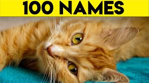 Tabby cats are a domestic cat with dark spots, stripes or whorls on a light background and is a common pattern found in both mixed breed and purebred cats. Ginger Cat Names 100 Names For Your Orange Cat Youtube