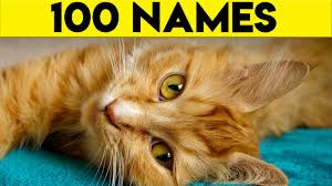 Do you name your cat after a distinguishing feature, like the color of their fur? Ginger Cat Names 100 Names For Your Orange Cat Youtube