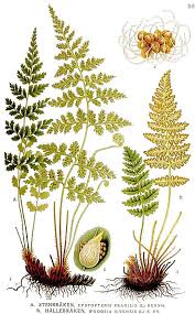 Image result for Woodsiaceae