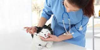 Compare your options and call now. Lewisburg Veterinary Hospital In Lewisburg Pa Connect2local