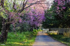 Image result for Prunus cerasoides