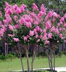 We did not find results for: Flower Crape Myrtle Crepe Myrtle Photo
