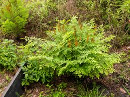 Image result for Osmunda regalis