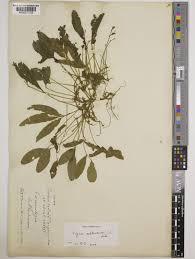 Image result for Vigna subterranea