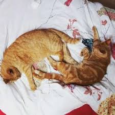 In the last 3 days, kayak found great deals as cheap as $57 per night. Cat Boarding In Dijon With Best Prices On Petbacker