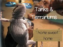 Making a bearded dragon enclosure diy | terrarium for bearded dragon. Build Your Own Bearded Dragon House Diy Enclosures