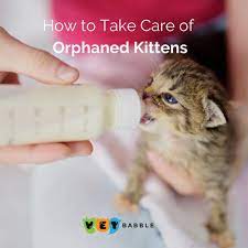 How To Take Care Of Orphaned Kittens Vetbabble Taking Care Of Kittens Kittens Kitten Care