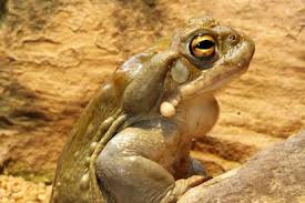Image result for toad gods