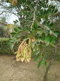 Image result for Lannea schimperi