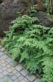 Image result for Begonia fusialata