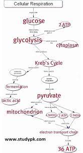 Biology Flow Chart For Cellular Respiration Studypk Teaching Biology Biology Classroom Science Biology