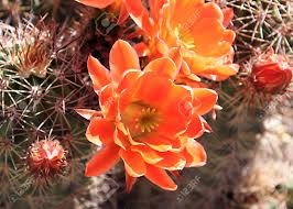 Of the year when it gets a little cooler. Barrel Cactus Flower Stock Photo Picture And Royalty Free Image Image 7442952