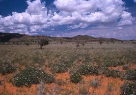 Image result for Helinus spartioides