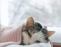 Cat Colds Can Cats Catch Colds What You Can Do Hillcrest Animal Hospital Bartlett Vets