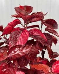 Image result for Acalypha