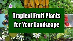 We did not find results for: Tropical Fruit Plants For Your Landscape Youtube