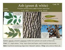 Minnesota S Ash Tree Id Card Tree Identification Ash Tree Identification Tree Id