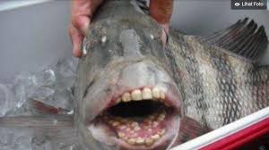 Jenis ikan air tawar yang dapat dikonsumsi memiliki banyak ragam dan jenis. Ut89uqkcr4urfm