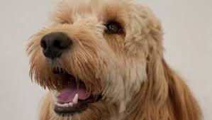 Dog Saves Her Boy With Down S Syndrome From A Tumble Dryer Dogtime