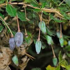 Image result for Berberis verruculosa