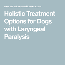 Pin By Jennifer Froelich On Bruiser And Bella Holistic Treatment Treatment Options Dog Remedies