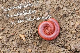 Wenn die hundertfüßer sehr geschieden sind, müssen nicht nur große personen, die versehentlich in der wohnung landen, sondern auch kleine tiere. Tausendfussler Oder Hundertfusser In Der Blumenerde Was Tun