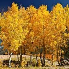 Quaking Aspen Tree Buy At Nature Hills Nursery Aspen Trees Growing Tree Fast Growing Trees