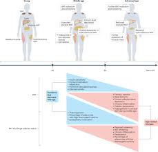 Image result for Body Composition Changes with Aging